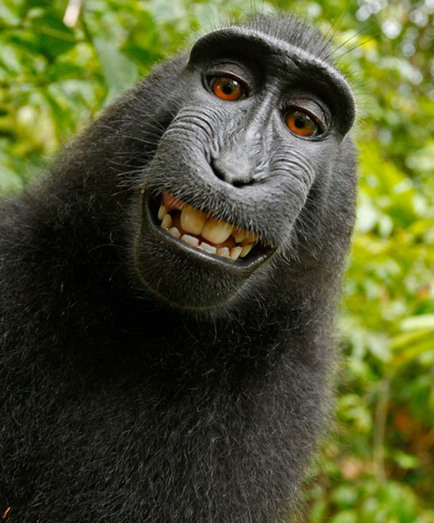обезьяна улыбается