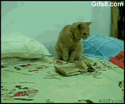 рыжий кот испугался пакета на кровати
