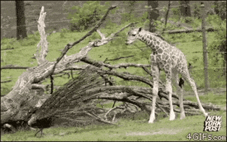 жираф испугался павлина