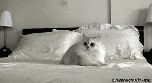 белый пушистый кот на кровати