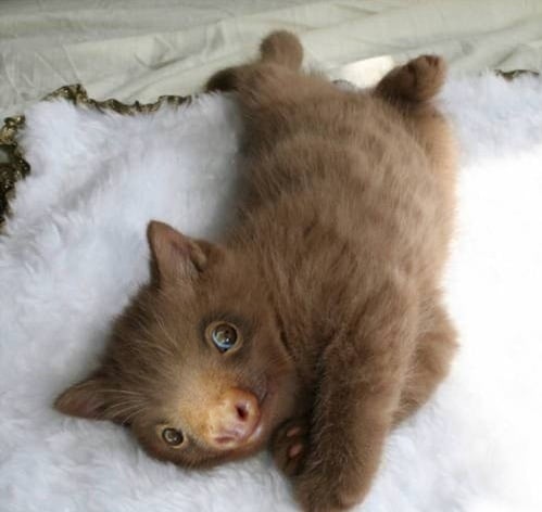 коричневый котенок с мордой ленивца