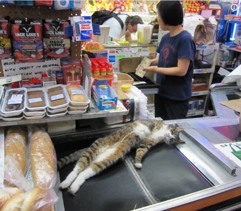 полосатый кот на кассе в супермаркете