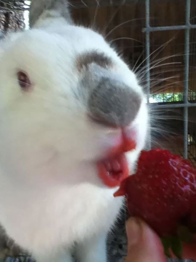 белый кролик ест клубнику