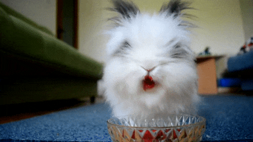 белый кролик жует клубнику