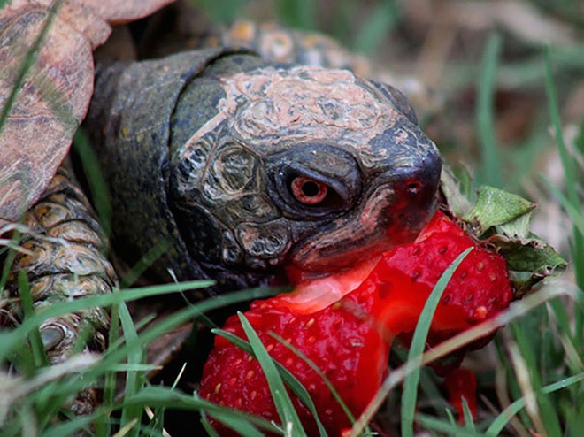 черепаха с клубникой