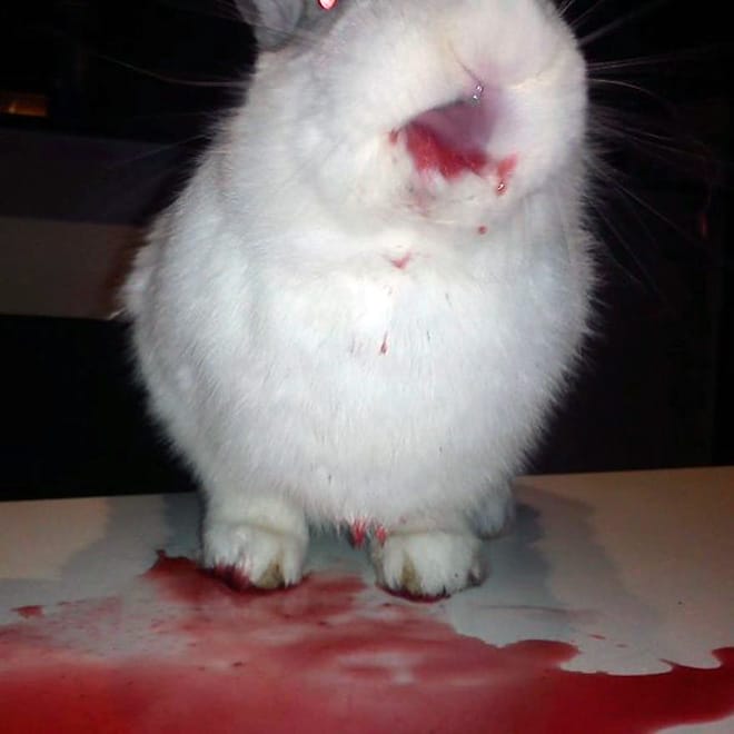 белый кролик и сок от клубники