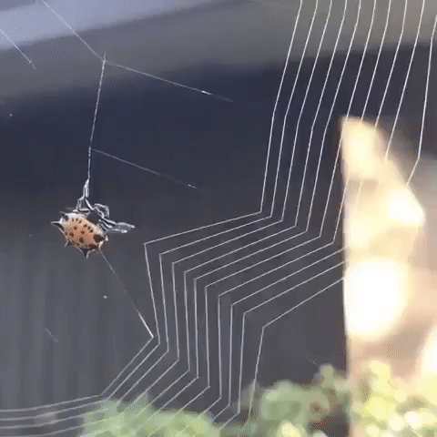 паук плетет паутину