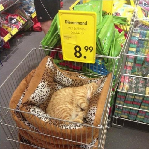 рыжий кот спит в магазинной тележке