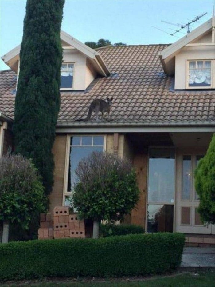 кенгуру на крыше дома