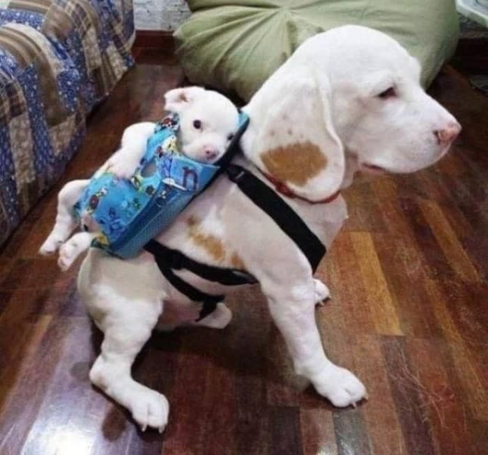 собака и её щенок
