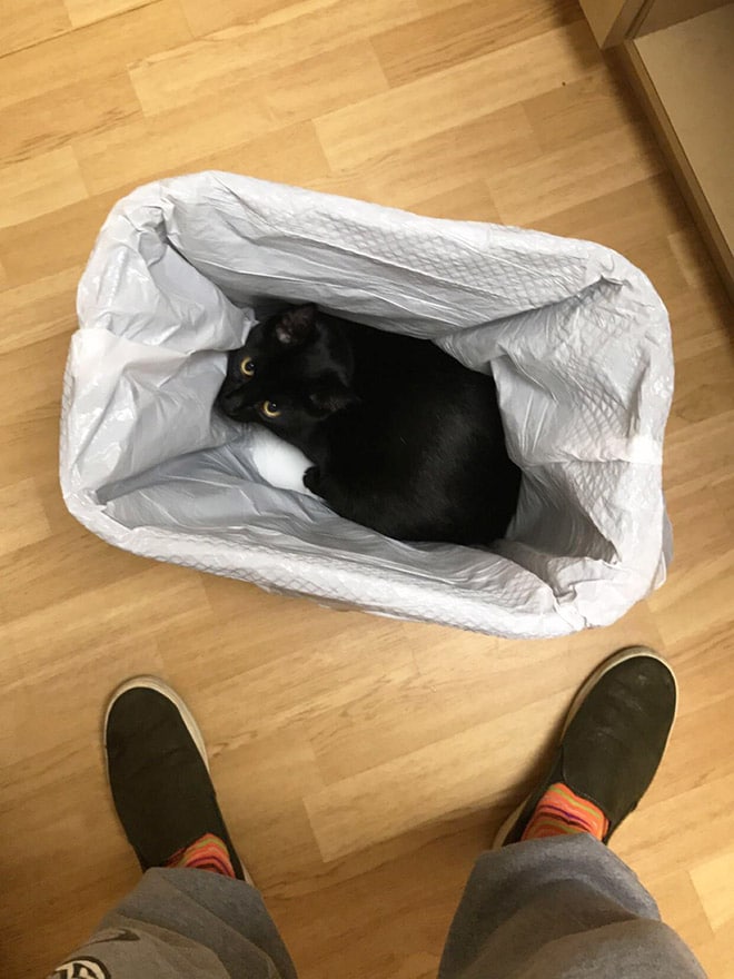 кот в мусорке