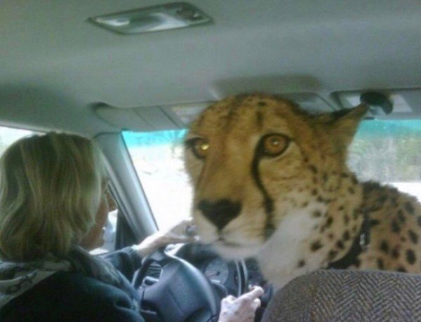 гепард в машине