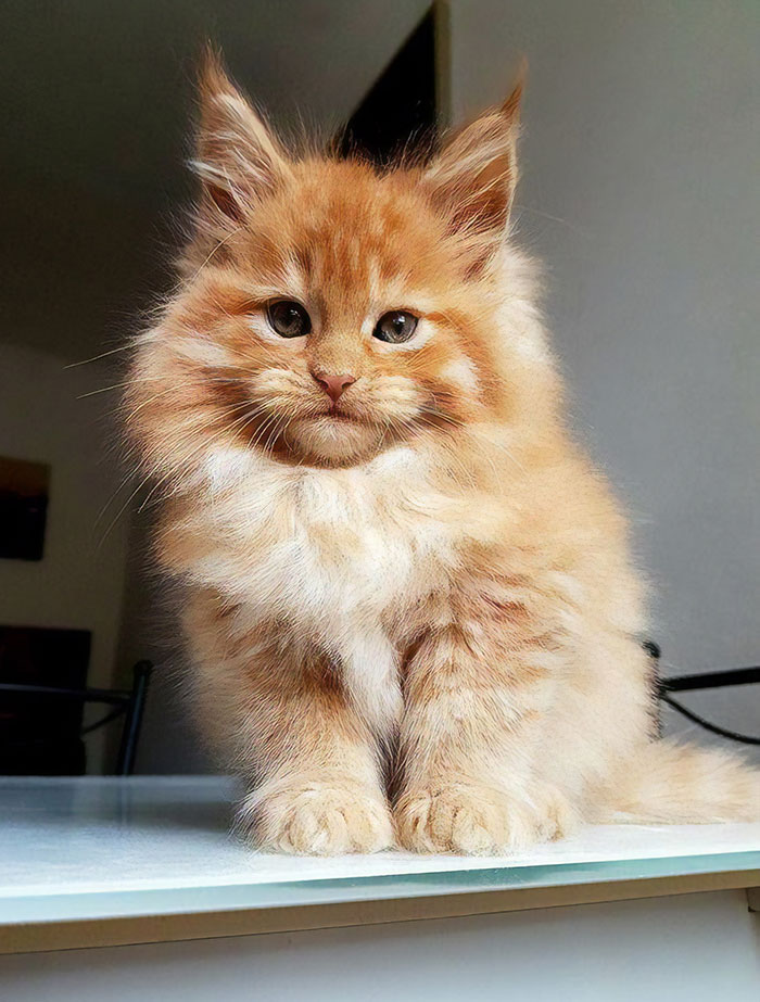 18 умилительных фото котят мейн-куна, при виде которых ты захочешь себе одного!