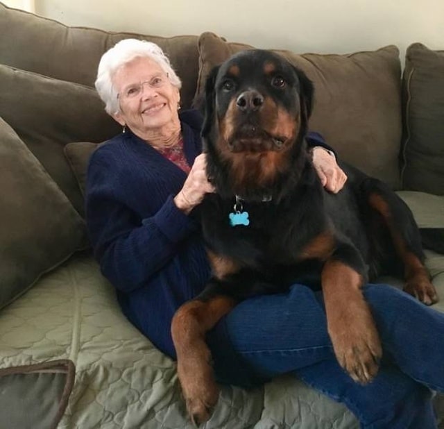 пес и бабушка