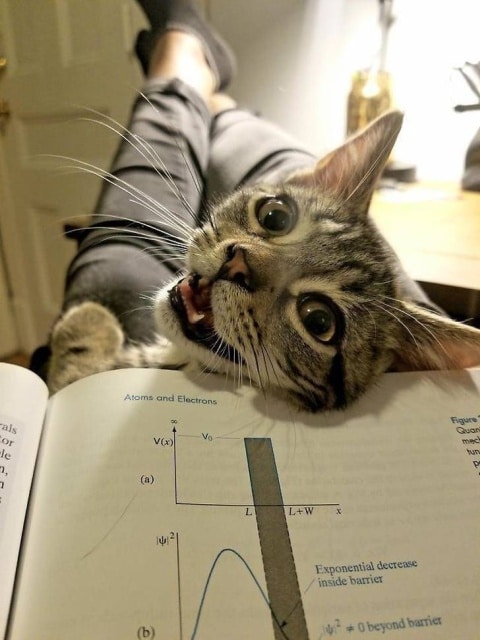 кот отвлекает хозяина от чтения