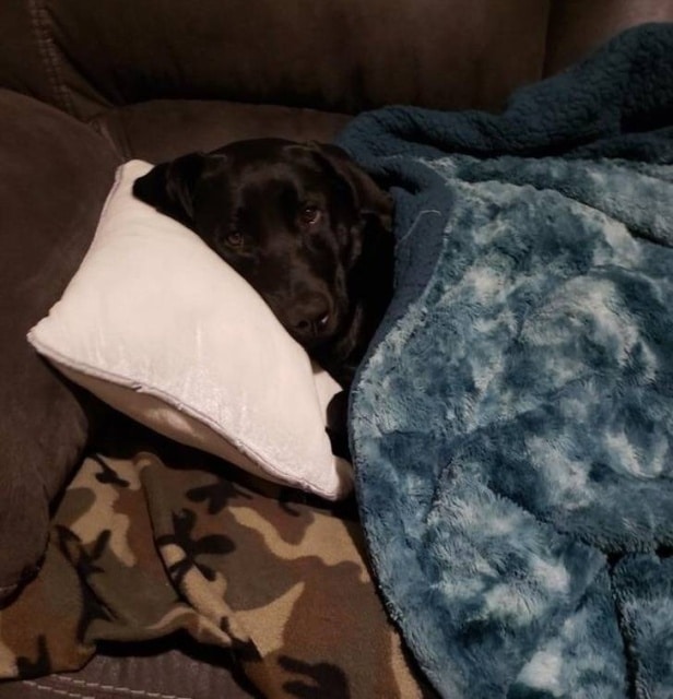 собака спит на подушке под одеялом