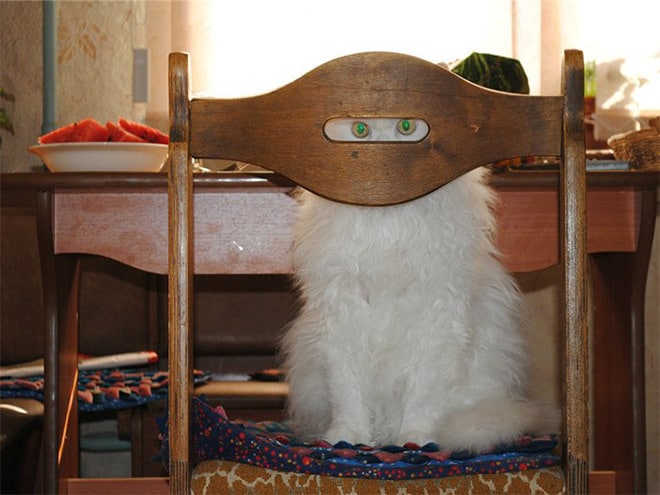 кот и стул