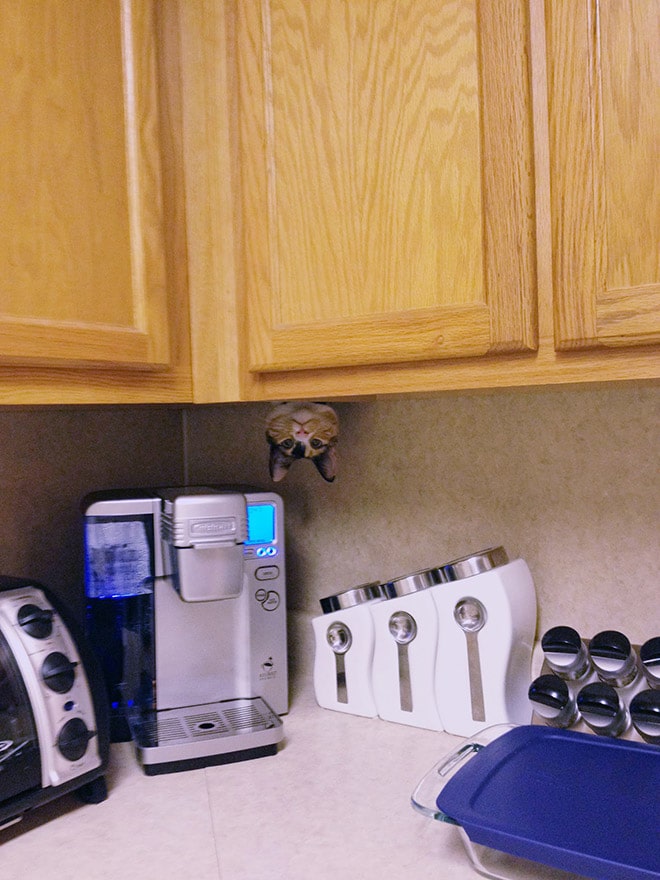 кот залез в шкаф на кухне