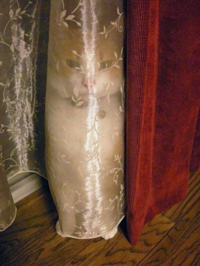 кот спрятался за тюль