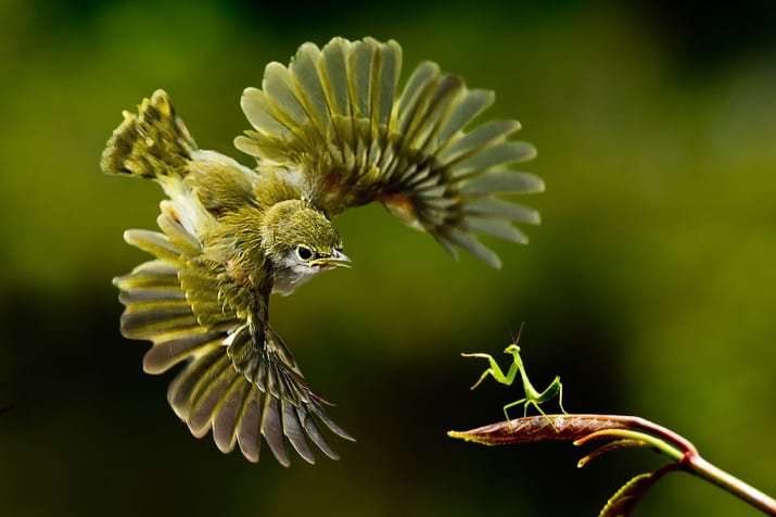 птица и насекомое