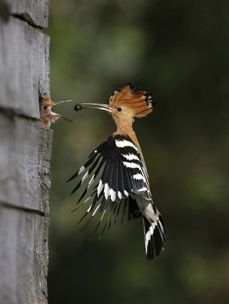 птица кормит своего птенца