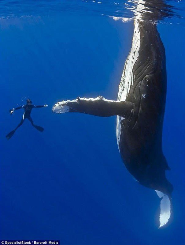кит и человек