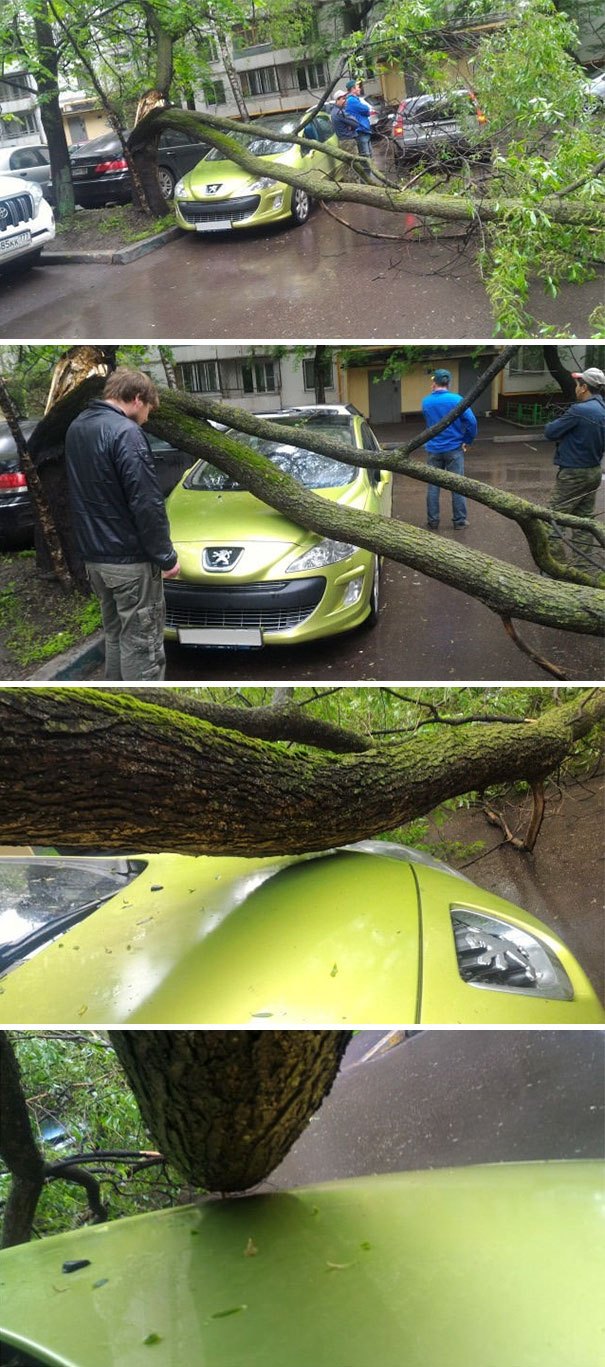 дерево упало на машину