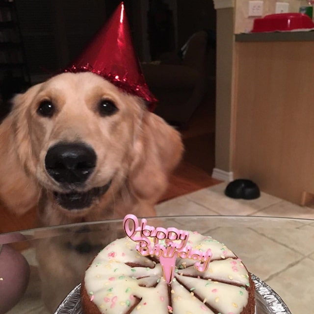 пес и торт
