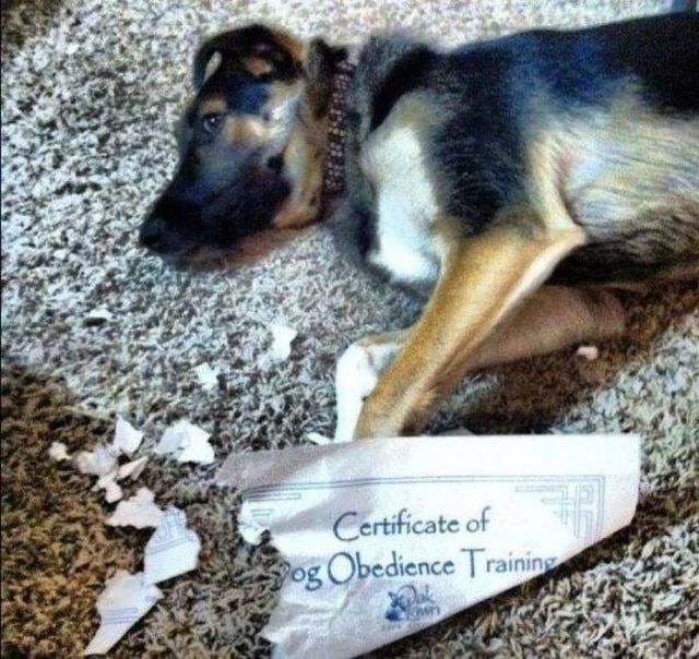 пес разорвал сертификат