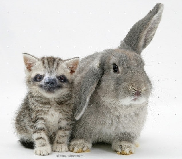 полосатый котенок и кролик