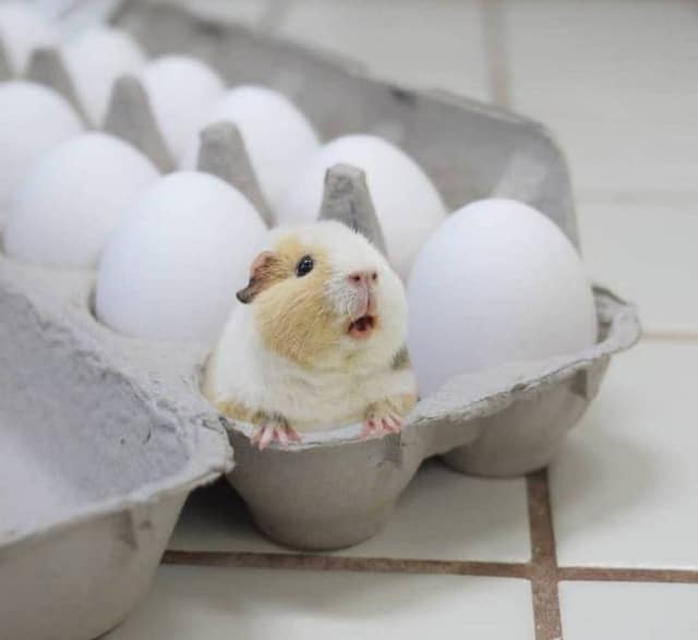 хомячок и упаковка яиц