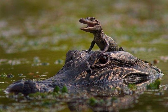 крокодил-мама и её малыш