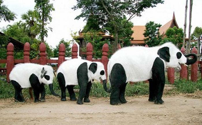 слоны в костюмах панд