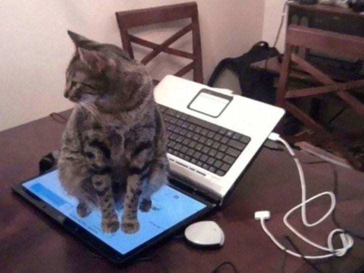 кот сидит на мониторе ноутбука