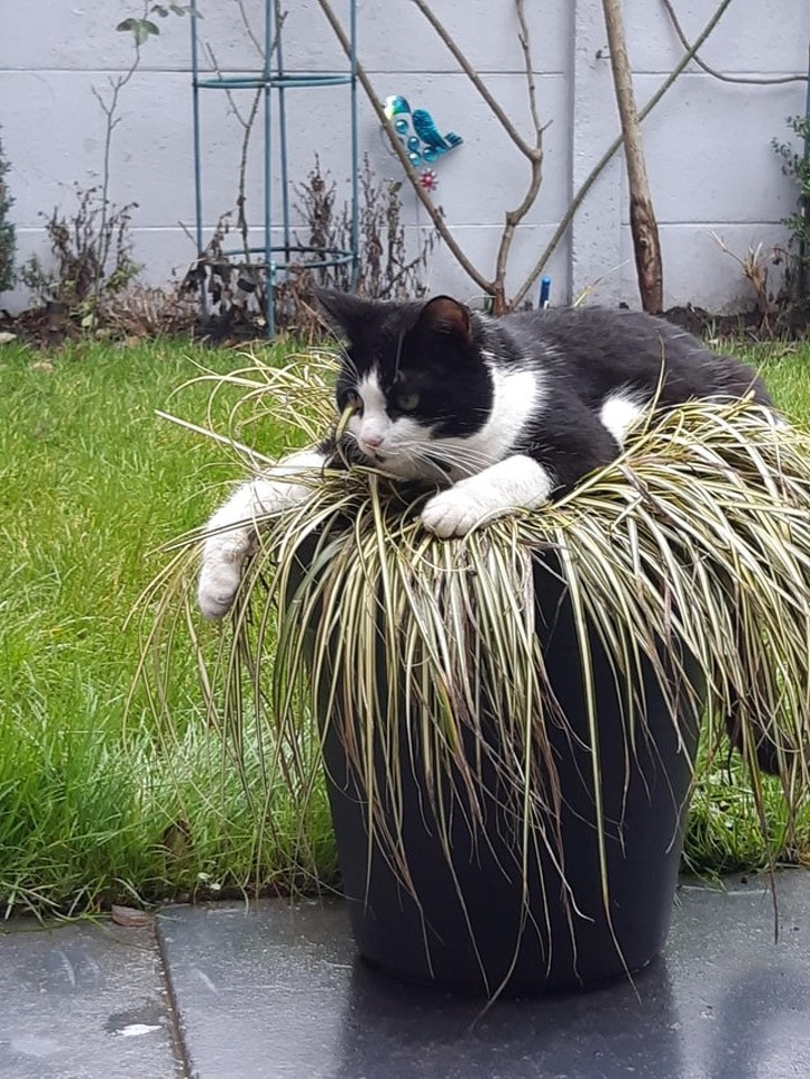 черно-белый кот на цветочном горшке