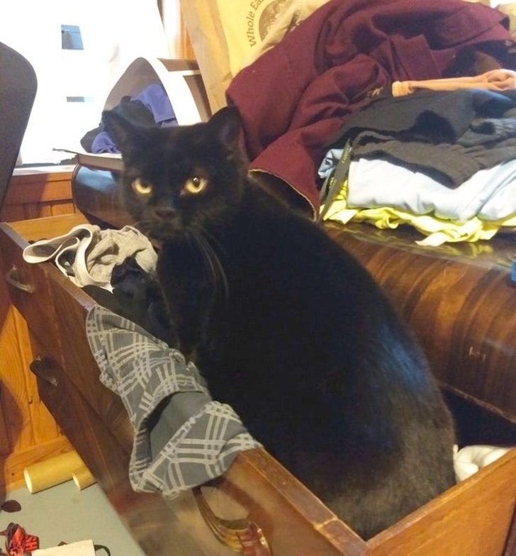 черный кот в ящике с бельем