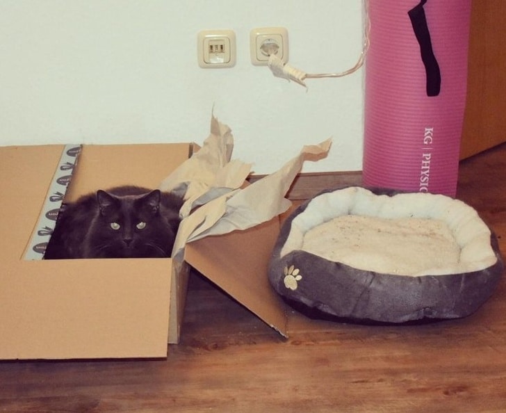 черная кошка сидит в коробке