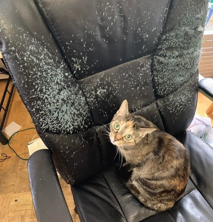 кот на кресле