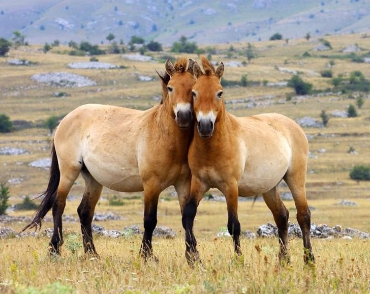 лошади пржевальского
