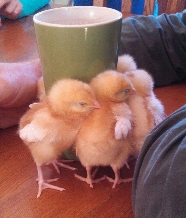 цыплята греются у чашки