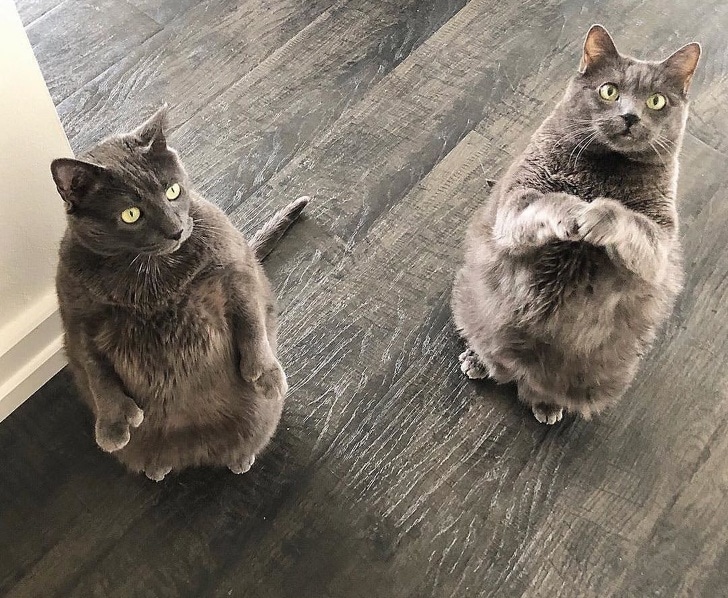 два серых кота