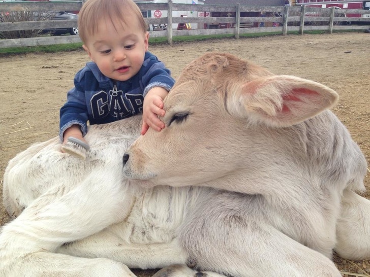 маленький мальчик с теленком