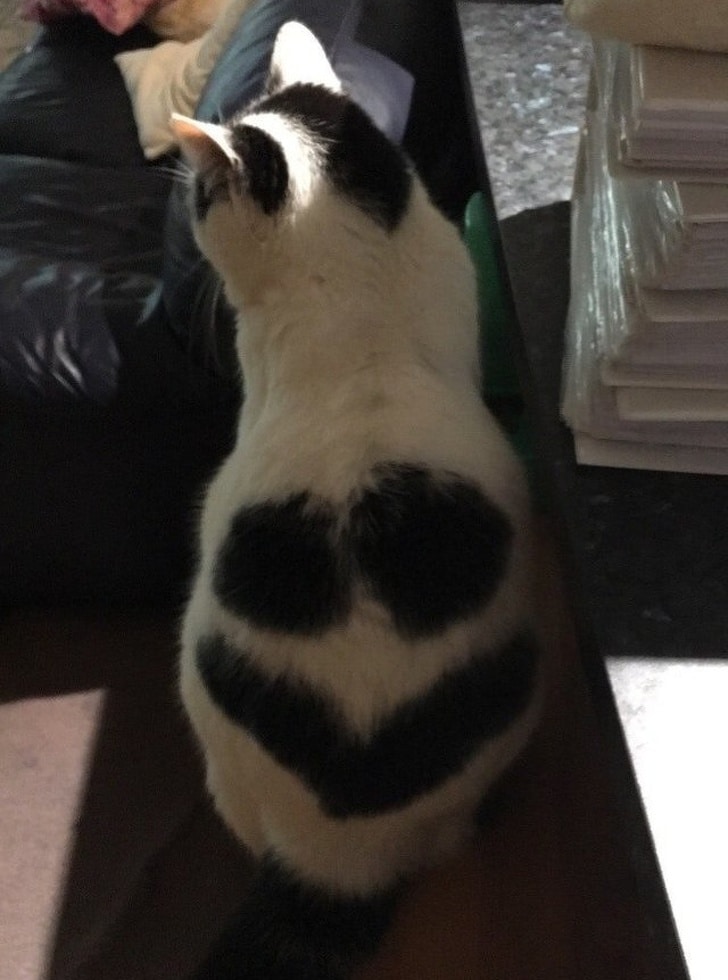 белая кошка с черными отметками на шерсти
