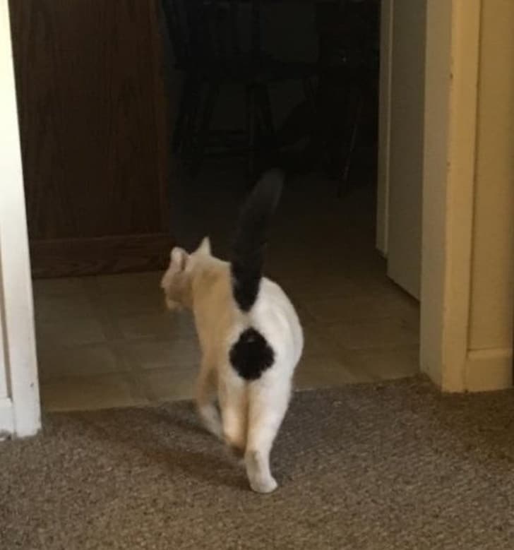 белый кот с черным хвостом