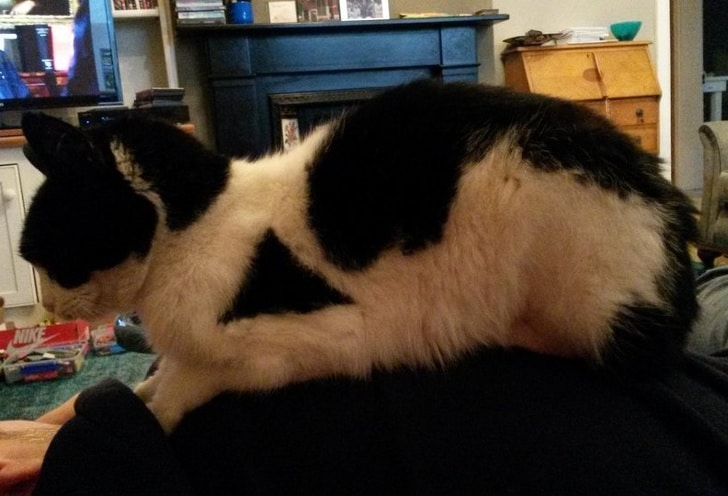 черно-белый кот с треугольником на шерсти