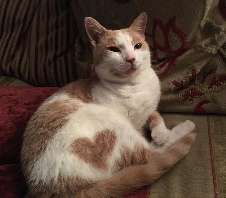 рыже-белый кот с сердечком