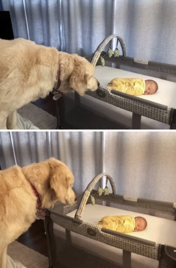 собака и новорожденный