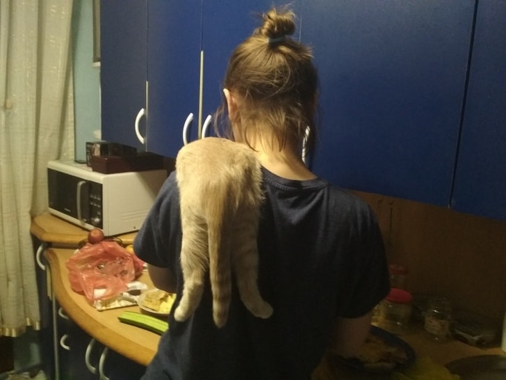 кот висит на плече у хозяйки