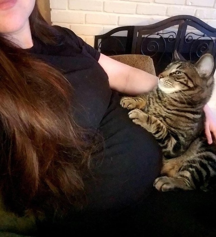 полосатый кот лежит на беременном животе