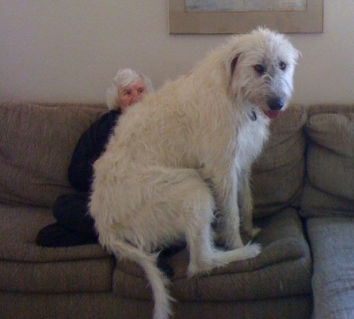 большой белый пес сидит на коленях у старушки